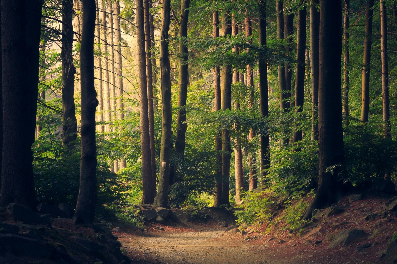 Mcleodganj – Triund